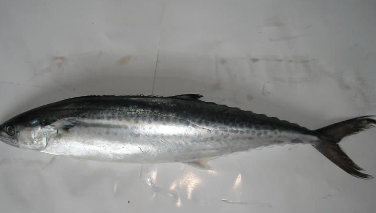 鲅鱼可以养殖吗