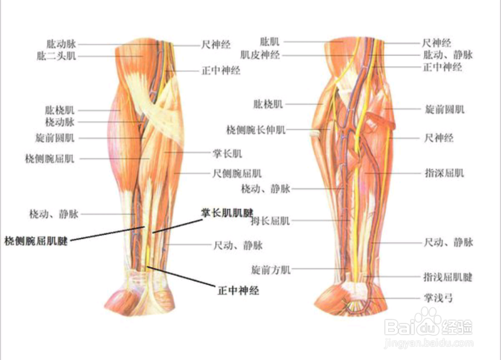 俯卧撑 倒立 臂力器锻炼中的手腕受伤怎么办