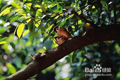 “成家立业”重要？还是“业立家成”合适？