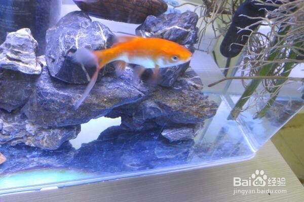 万年青叶子发黄怎么办？