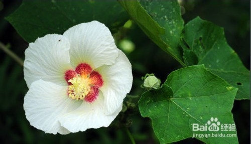 木芙蓉种植技术