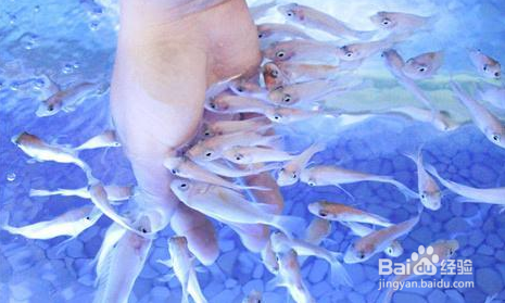 亲亲鱼为什么吃脚