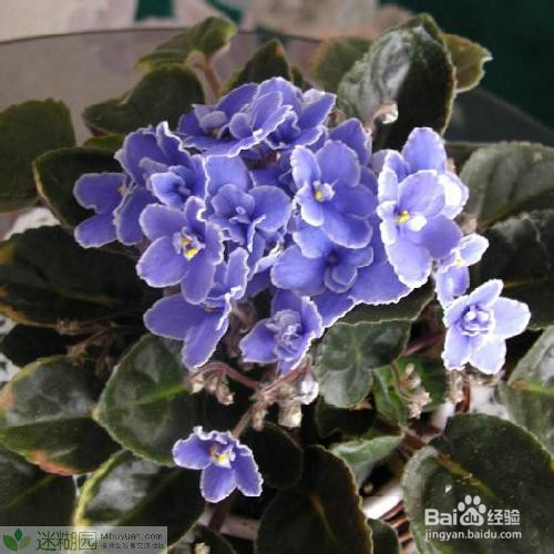 最全面的非洲紫罗兰养护方法中的技巧与要点