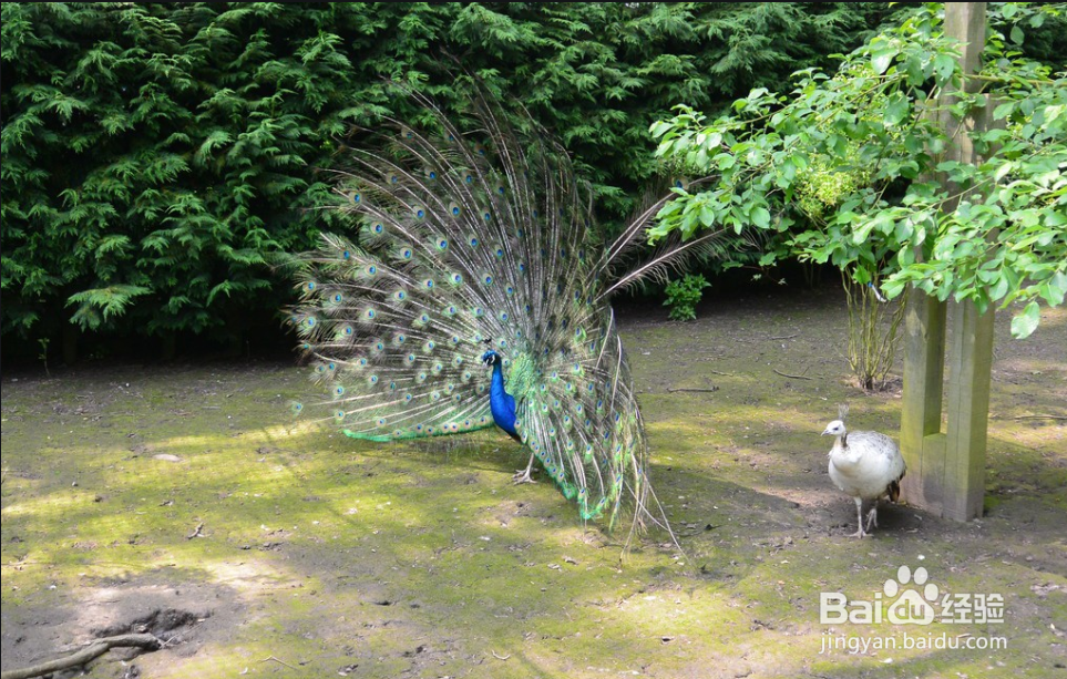 如何让孔雀开屏