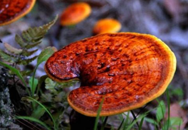 请问灵芝茶是不是放越久越好