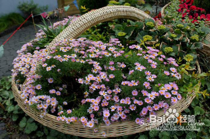 上海植物园（上）