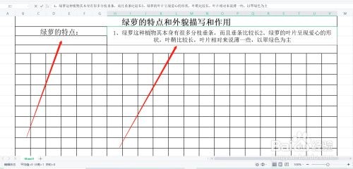如何介绍绿萝的样子
