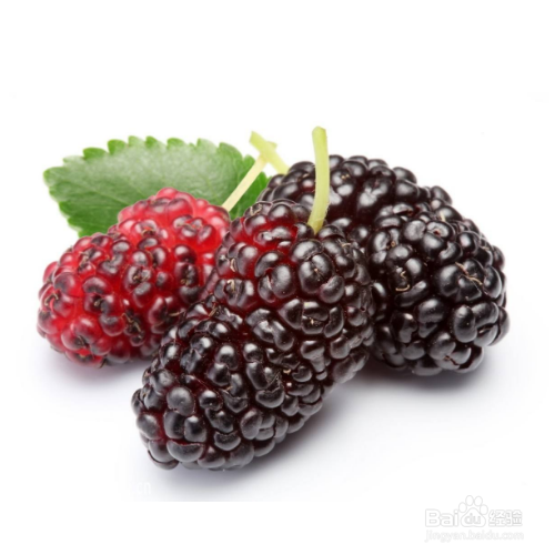 桑椹有什么功效?