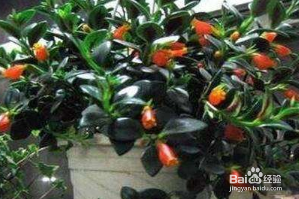 金鱼吊兰如何养护