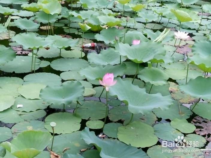 【图像处理】cv2的图像平滑滤波器