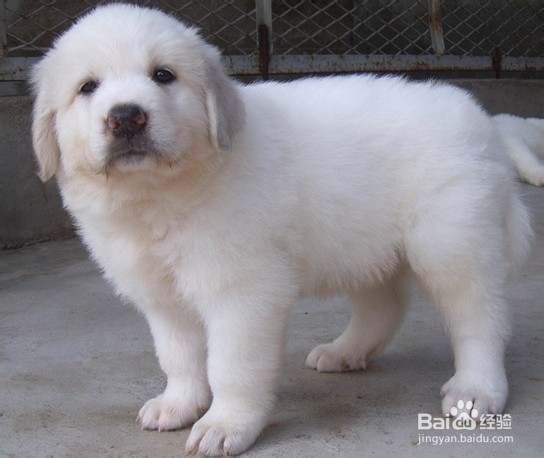 大白熊怎么补充营养