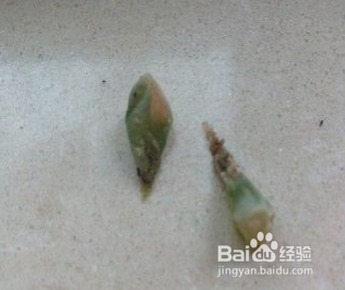 生石花怎么分株