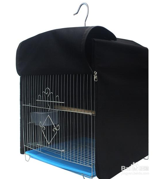 牡丹鹦鹉冬天如何喂养?