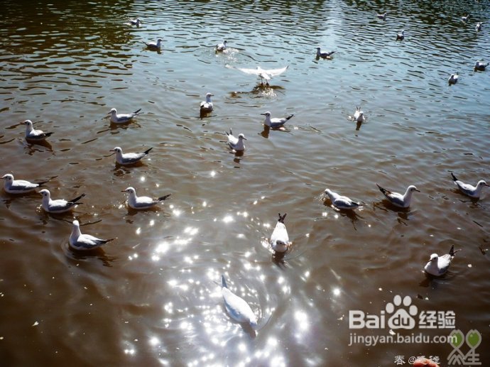 【春的迁徙】冬日，昆明观鸥攻略