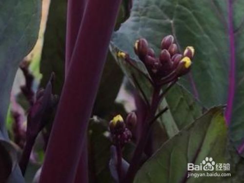 我们在种植红菜苔的时候要注意些什么 百度经验