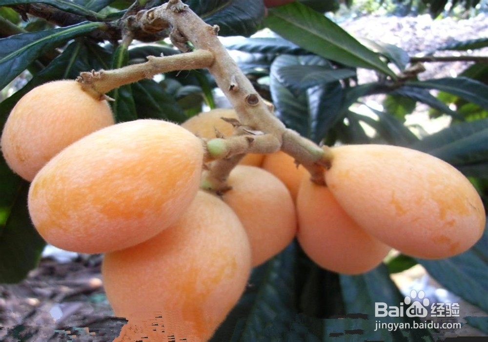 购买枇杷的经验