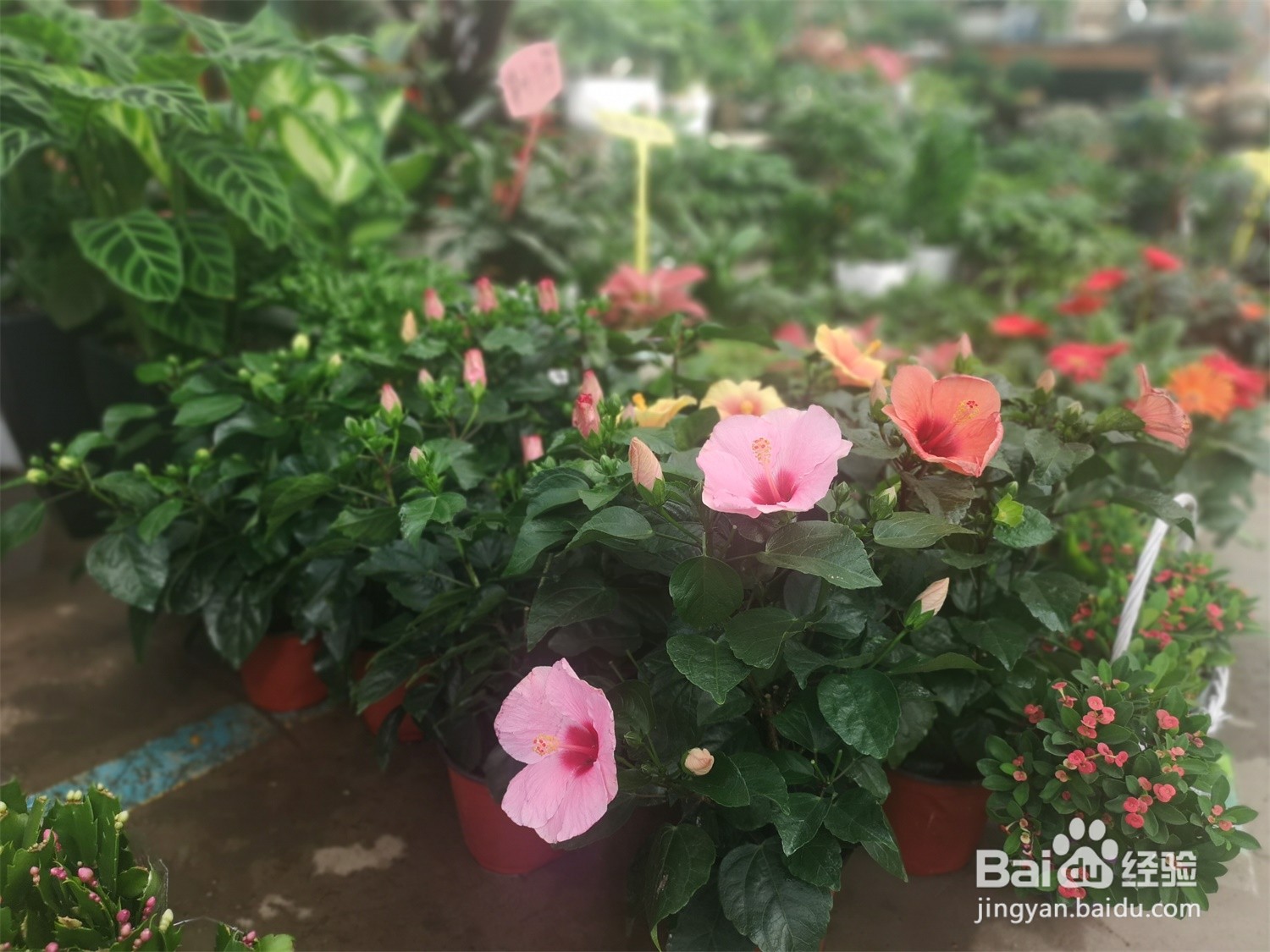 桑叶牡丹冬季养殖方法