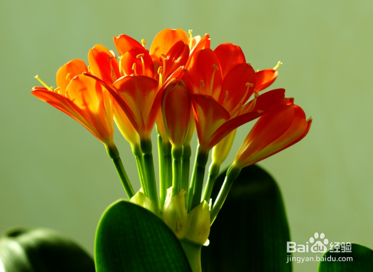 怎样促进君子兰开花