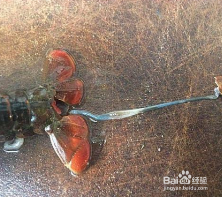 小龙虾如何做简单好吃