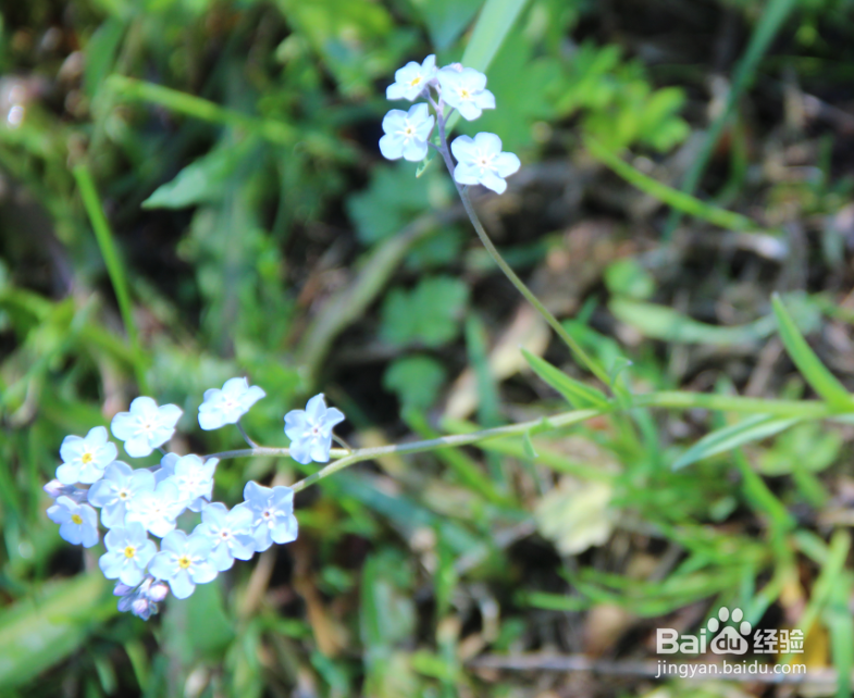 你没拍摄到的几种阿尔金山野生花草