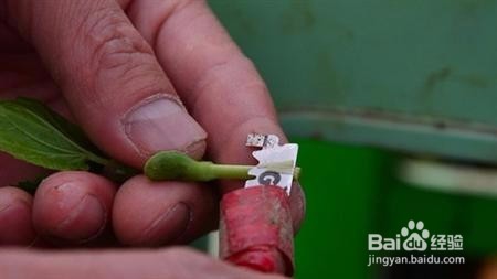 苦瓜苗如何嫁接，要注意什么？