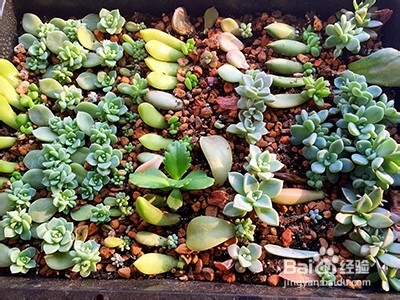 多肉植物怎样叶插