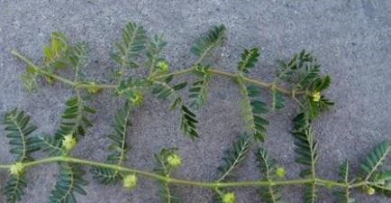 路边常见的野生植物