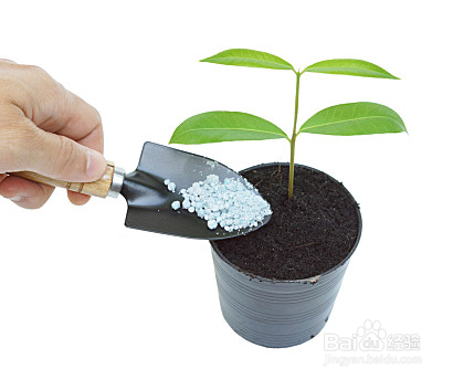 向日葵怎么养在花瓶