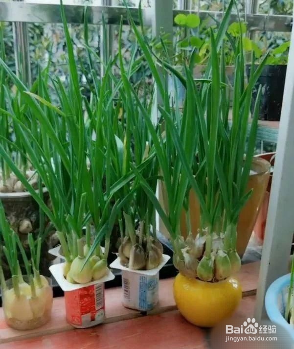 秋季适合种植什么蔬菜