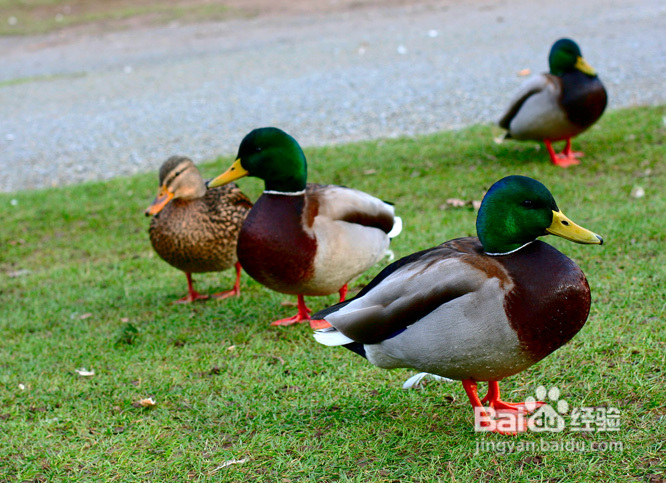 棒棒糖女孩和温哥华绿头鸭(组图)