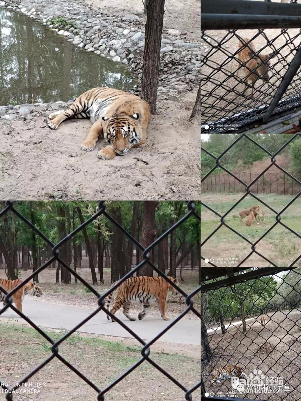 北京野生动物园一日游