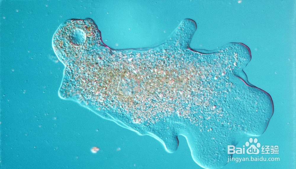 如何培育变形虫