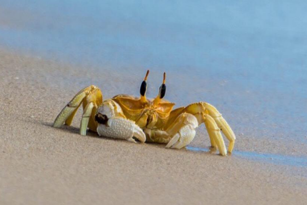 蟹 和他的妈妈 告诉我们什么道理