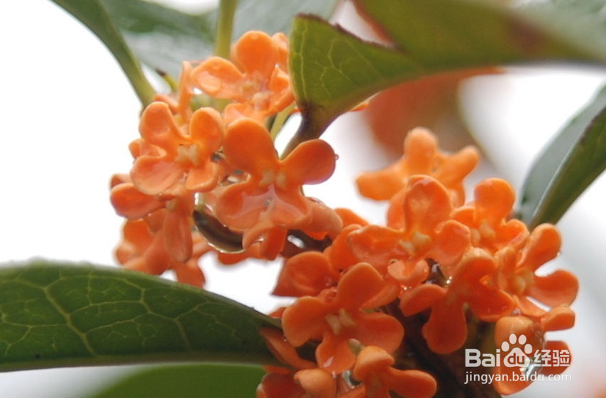 桂花的品种分类