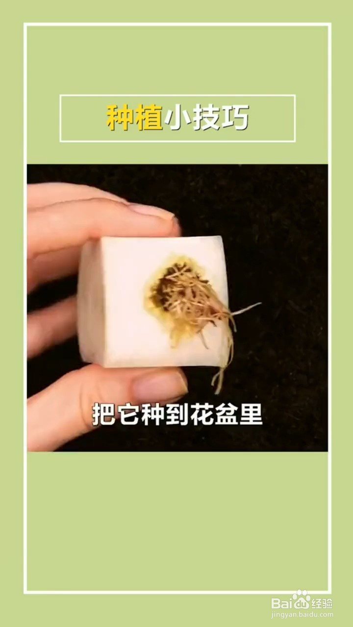 植物种植小妙招