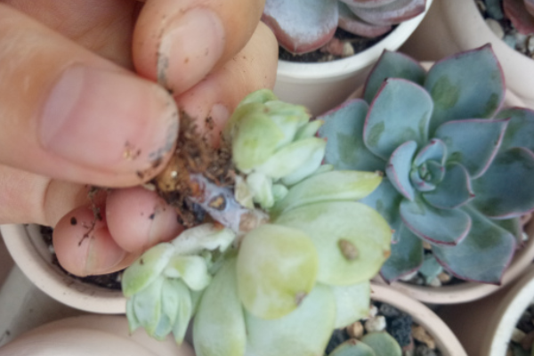 多肉度夏必死名单