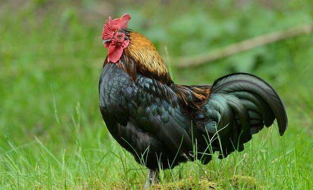 蝎子为什么怕公鸡