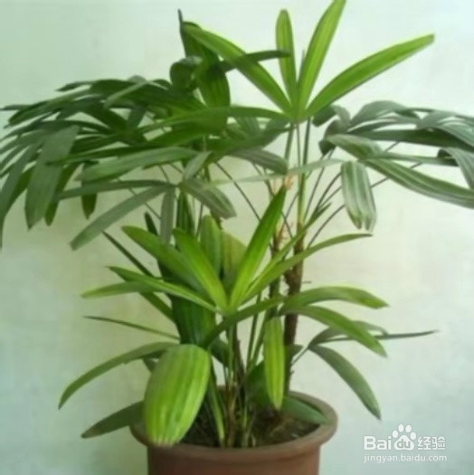 室内放什么绿植好呢