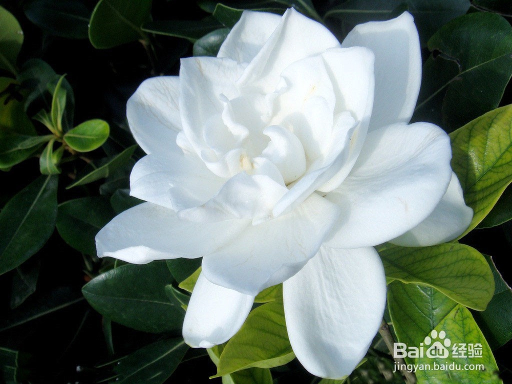 盆栽栀子花的养植方法