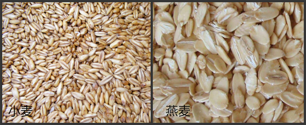 小麦和燕麦有什么区别