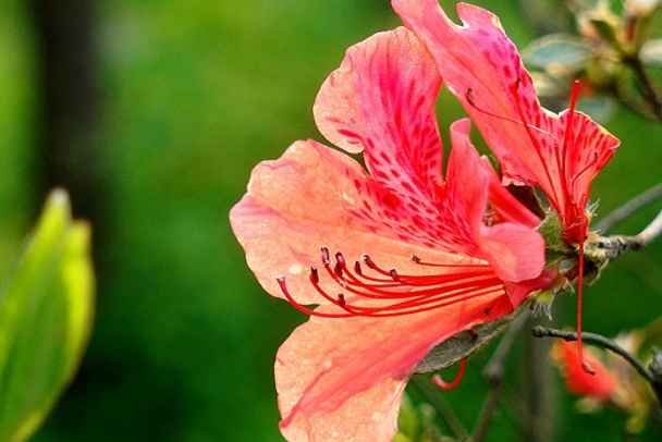 杜鹃花无日不迎风吐艳换种说法意思不变