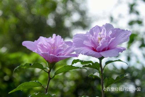 木槿花的功效(木槿花的功效与作用点)