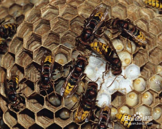 马蜂窝的功效与用法