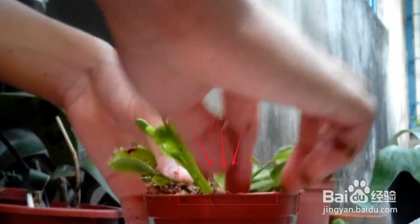食蝇草怎么养护