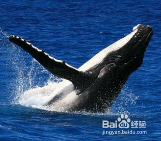 鲸鱼是怎么哺乳的