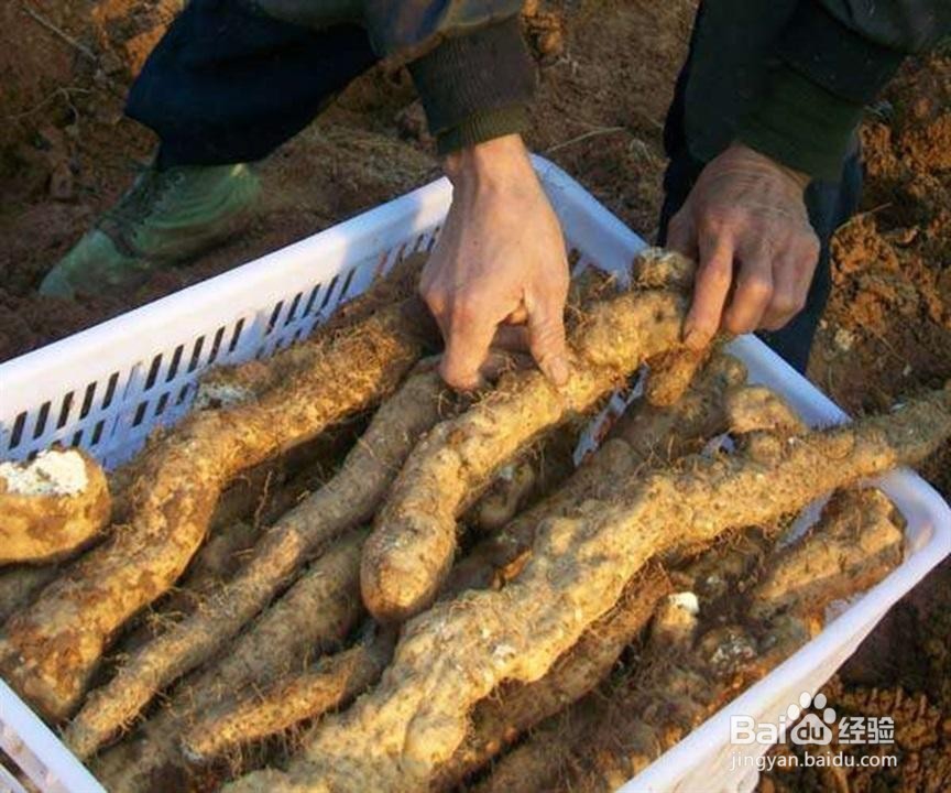 冬日滋补山药排骨汤