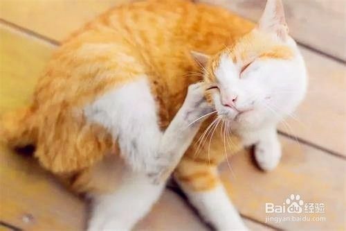 猫耳螨不用药物怎么治 百度经验 猫耳螨不用药物怎么治 百度经验