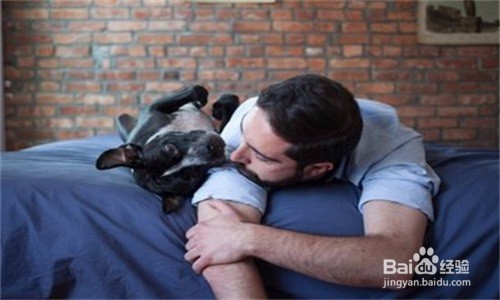 怎样为狗狗找一个好人家