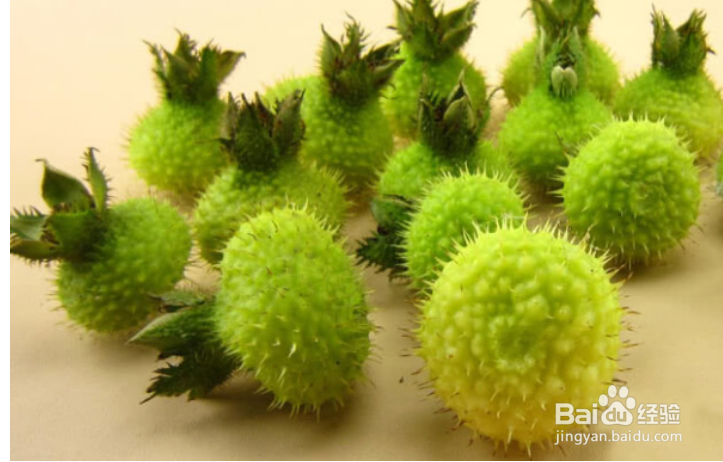 这6物是肺的天然“清洁工”