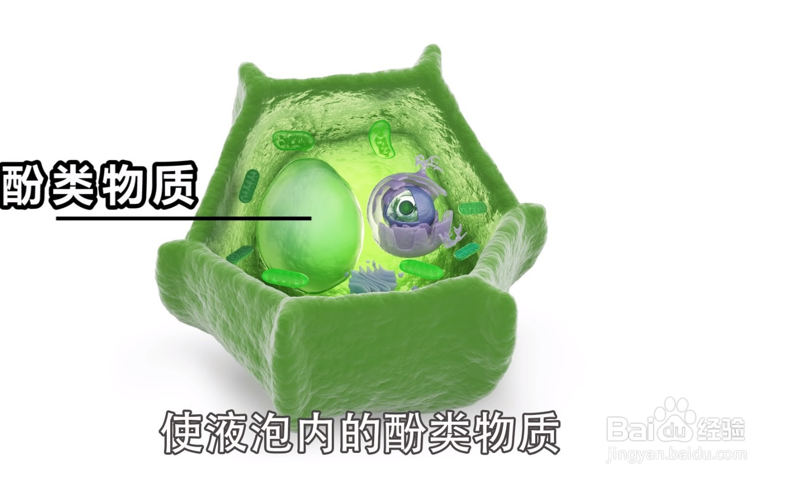 大白菜上有“黑点”还能吃吗?